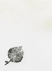 葉っぱ{Fay-erie Dust}、2014年（木版画と紙のインク）
